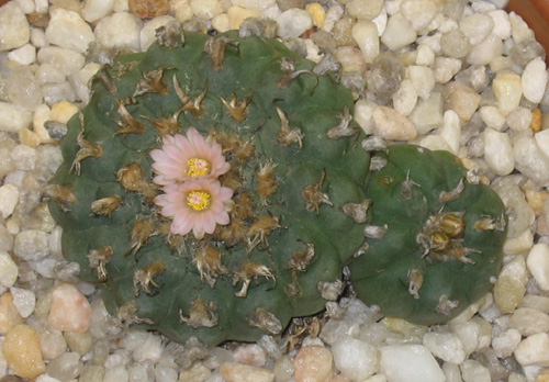 Lophophora Williamsii with flower and buds